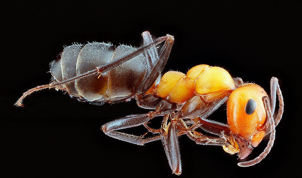 Ant Control service in Minnetonka, MN