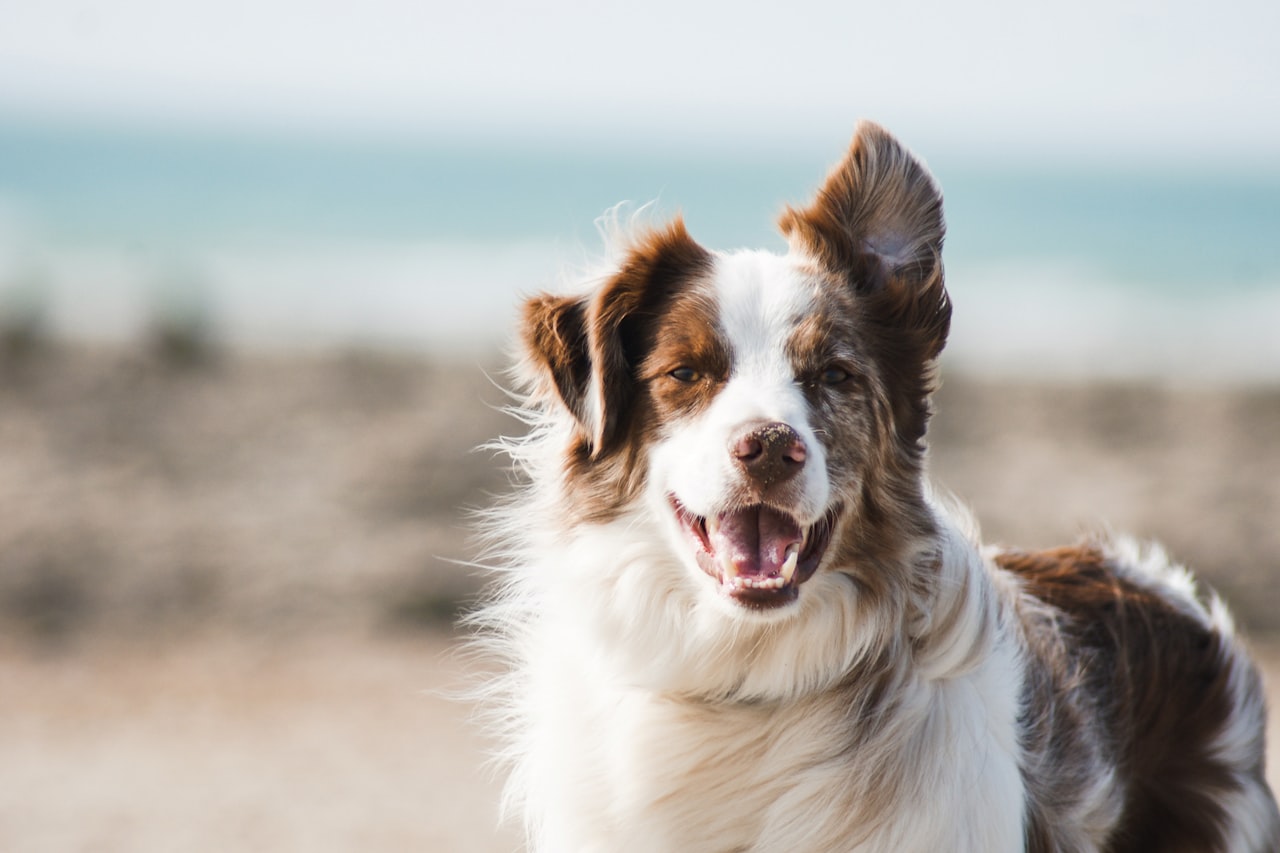 Flea & Tick Control service in Minnetonka, MN