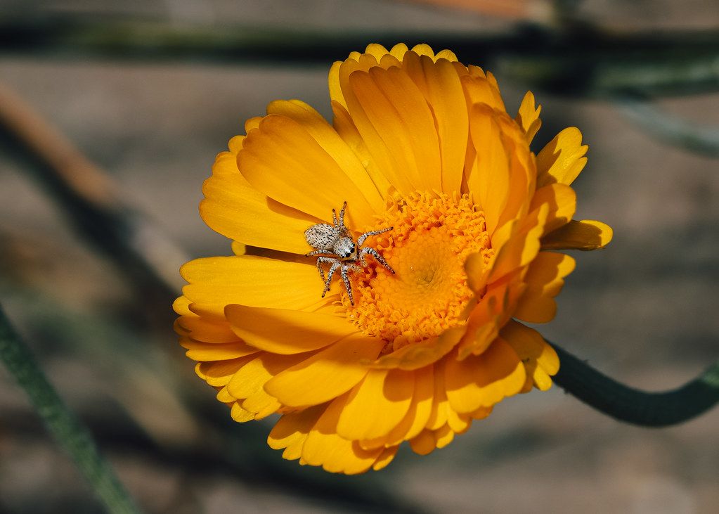Spider Control service in Minnetonka, MN